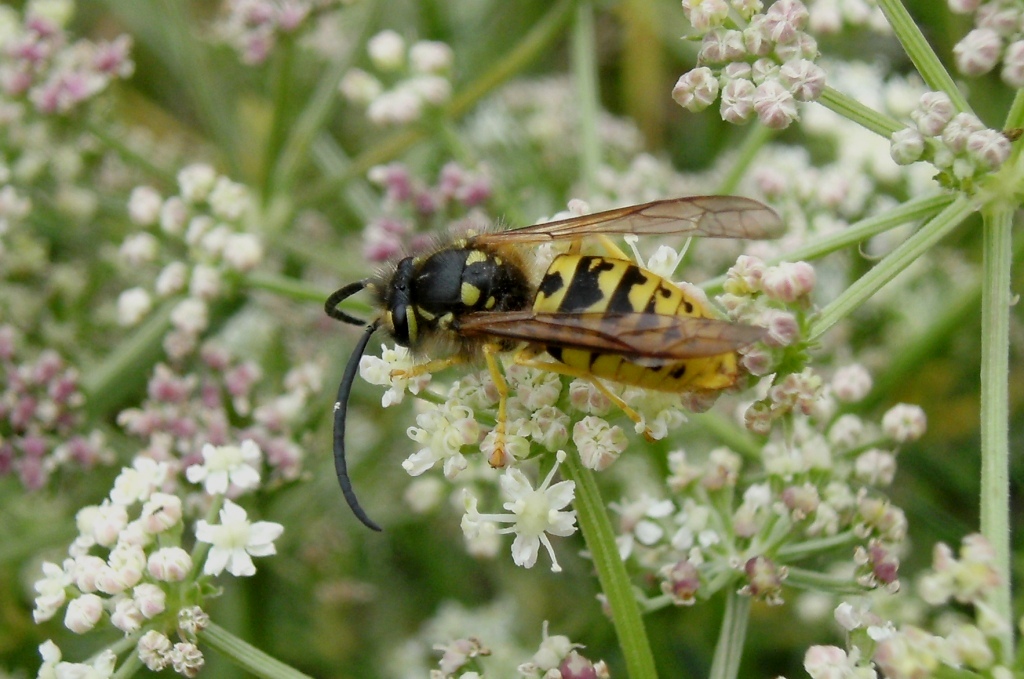 Insetti infreddoliti (Phaneroptera, Vespula, Polistes)